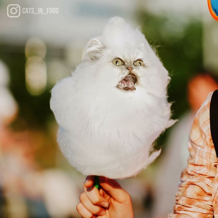 In An Oddly Cute Way, This Artist Keeps Pairing Cats With Food (New Pics)