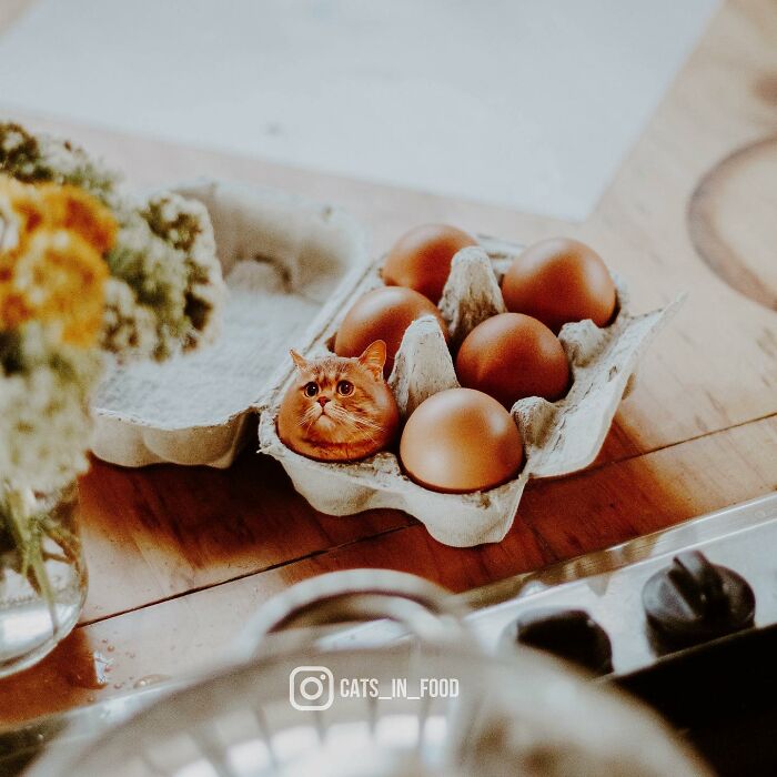 In An Oddly Cute Way, This Artist Keeps Pairing Cats With Food (New Pics)