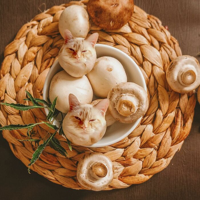 In An Oddly Cute Way, This Artist Keeps Pairing Cats With Food (New Pics)