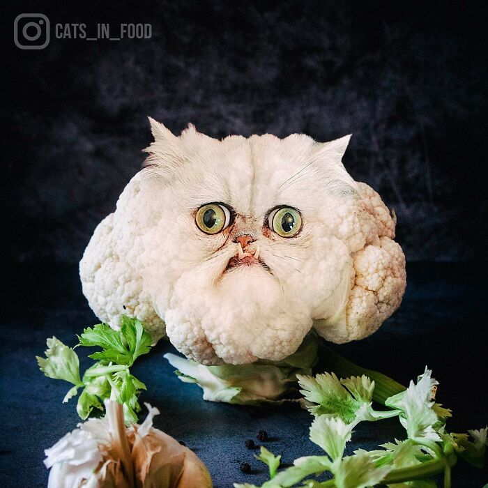 In An Oddly Cute Way, This Artist Keeps Pairing Cats With Food (New Pics)