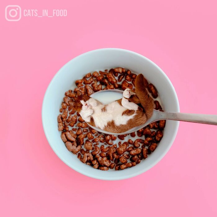 In An Oddly Cute Way, This Artist Keeps Pairing Cats With Food (New Pics)