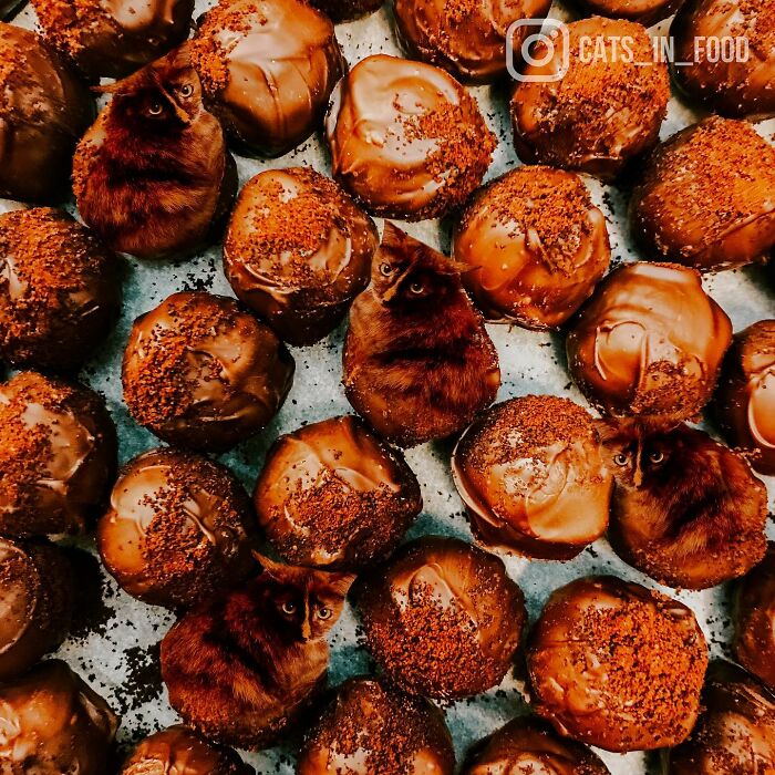 In An Oddly Cute Way, This Artist Keeps Pairing Cats With Food (New Pics)