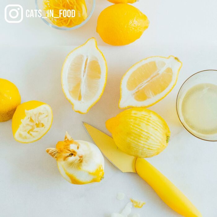 In An Oddly Cute Way, This Artist Keeps Pairing Cats With Food (New Pics)