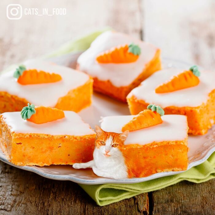 In An Oddly Cute Way, This Artist Keeps Pairing Cats With Food (New Pics)