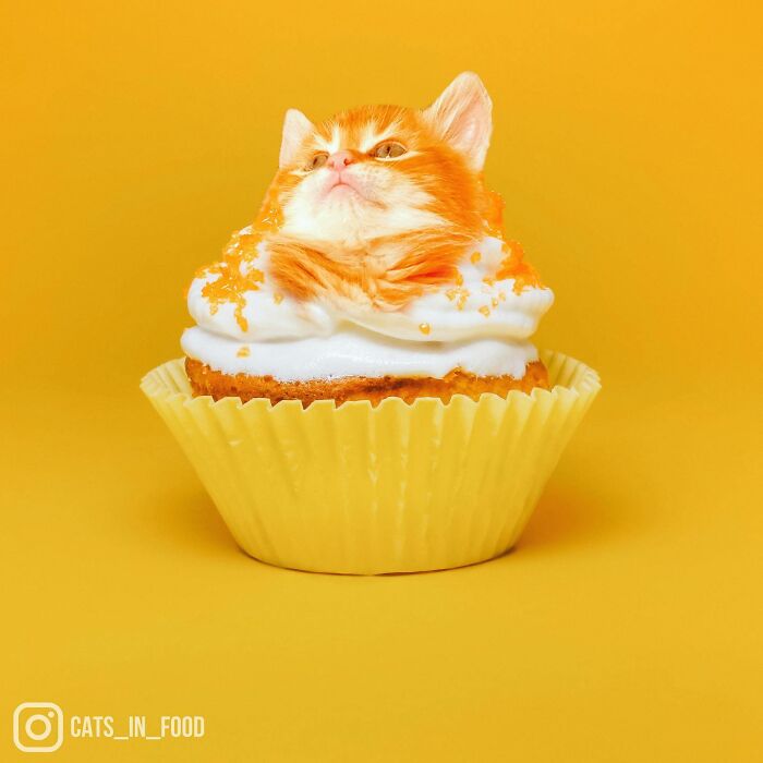 In An Oddly Cute Way, This Artist Keeps Pairing Cats With Food (New Pics)