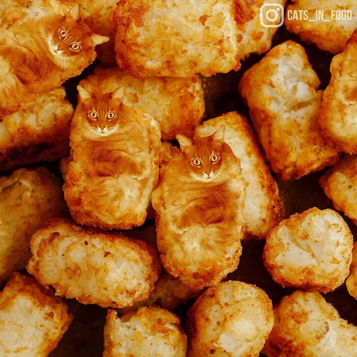 In An Oddly Cute Way, This Artist Keeps Pairing Cats With Food (New Pics)