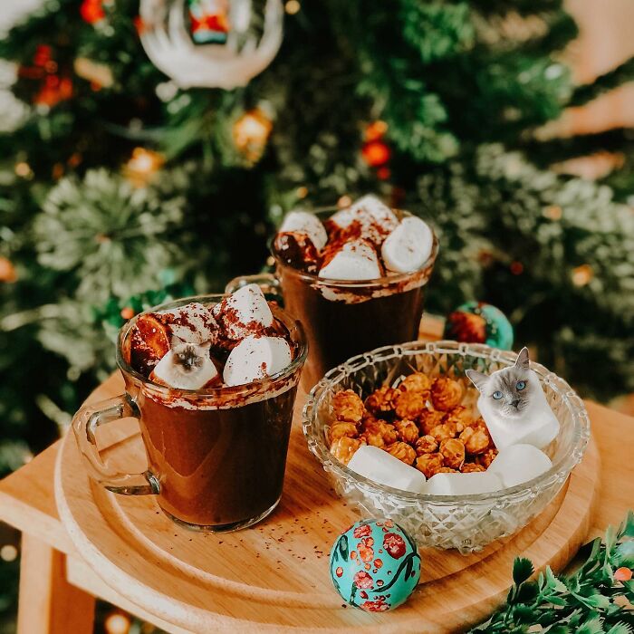 In An Oddly Cute Way, This Artist Keeps Pairing Cats With Food (New Pics)