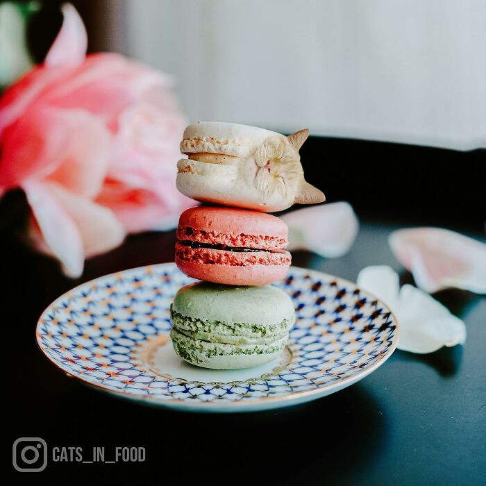 In An Oddly Cute Way, This Artist Keeps Pairing Cats With Food (New Pics)