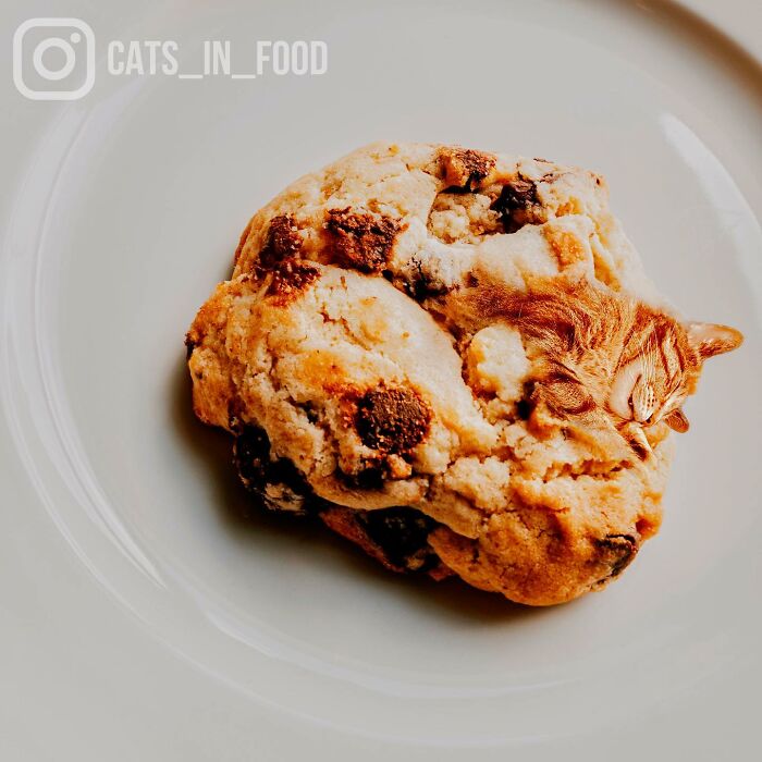 In An Oddly Cute Way, This Artist Keeps Pairing Cats With Food (New Pics)