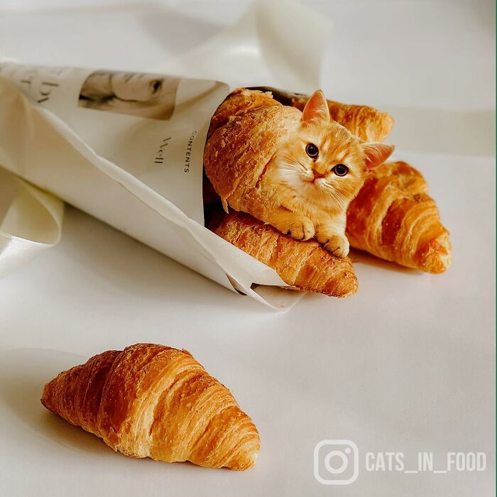 In An Oddly Cute Way, This Artist Keeps Pairing Cats With Food (New Pics)