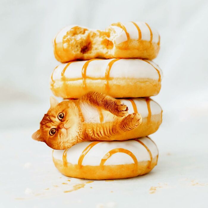 In An Oddly Cute Way, This Artist Keeps Pairing Cats With Food (New Pics)