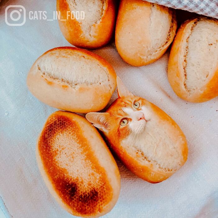 In An Oddly Cute Way, This Artist Keeps Pairing Cats With Food (New Pics)