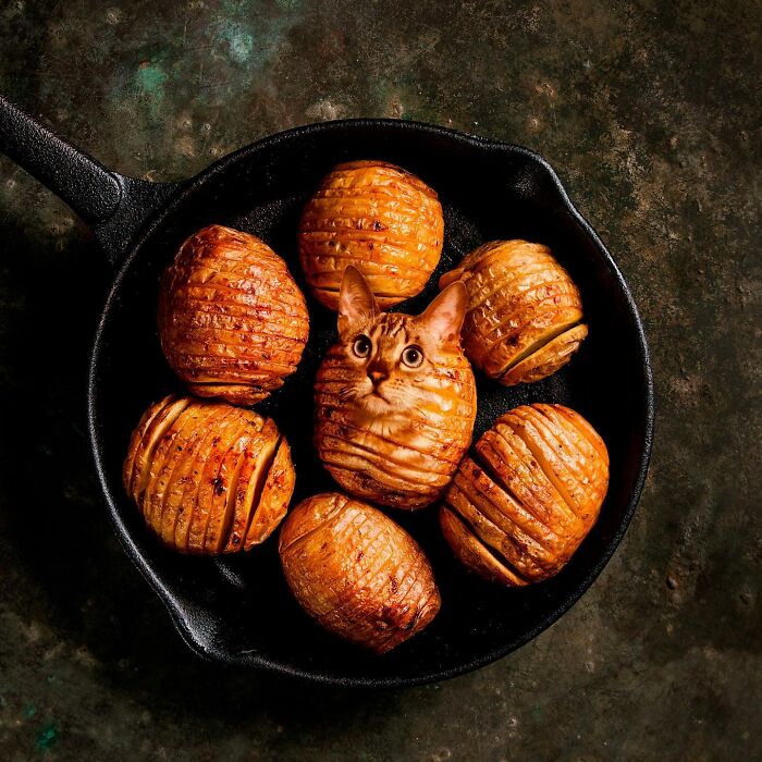 In An Oddly Cute Way, This Artist Keeps Pairing Cats With Food (New Pics)