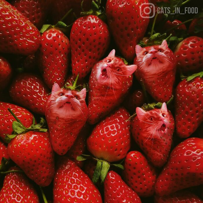 In An Oddly Cute Way, This Artist Keeps Pairing Cats With Food (New Pics)