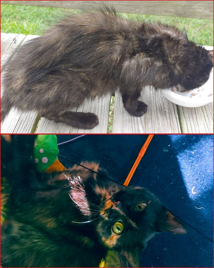 The Top Pic Is The When I First Found Her. She Was Starved, So Weak She Couldn't Walk Without Stumbling. I Didn't Think She Was Going To Make It Through The Night. After 6 Weeks Of Nursing Her Back To Health She Finally Started Playing, Bottom Pic I Was So Relieved🥰