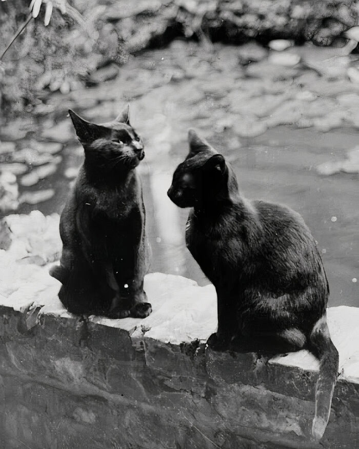 Journalist Rescues 20th-Century Photos Depicting Felines In Various Scenes (61 New Pics)