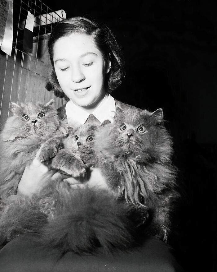 Journalist Rescues 20th-Century Photos Depicting Felines In Various Scenes (61 New Pics)