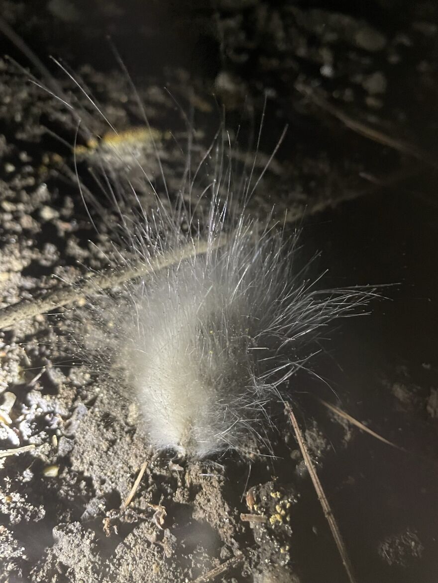 Any wild guesses for what this might be?