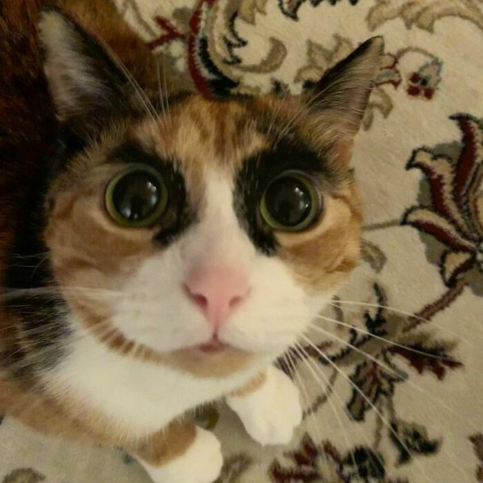 This Cat Has Weird Eyebrows Which Make Her Look Like She’s Always Judging You