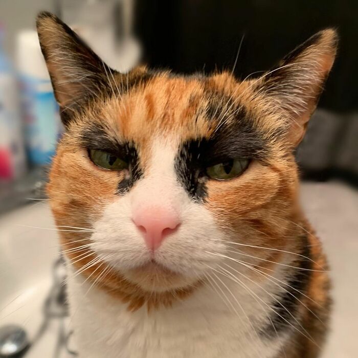 This Cat Has Weird Eyebrows Which Make Her Look Like She’s Always Judging You