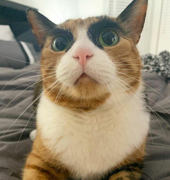 This Cat Has Weird Eyebrows Which Make Her Look Like She’s Always Judging You