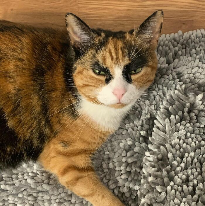 This Cat Has Weird Eyebrows Which Make Her Look Like She’s Always Judging You