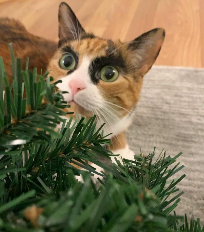 This Cat Has Weird Eyebrows Which Make Her Look Like She’s Always Judging You