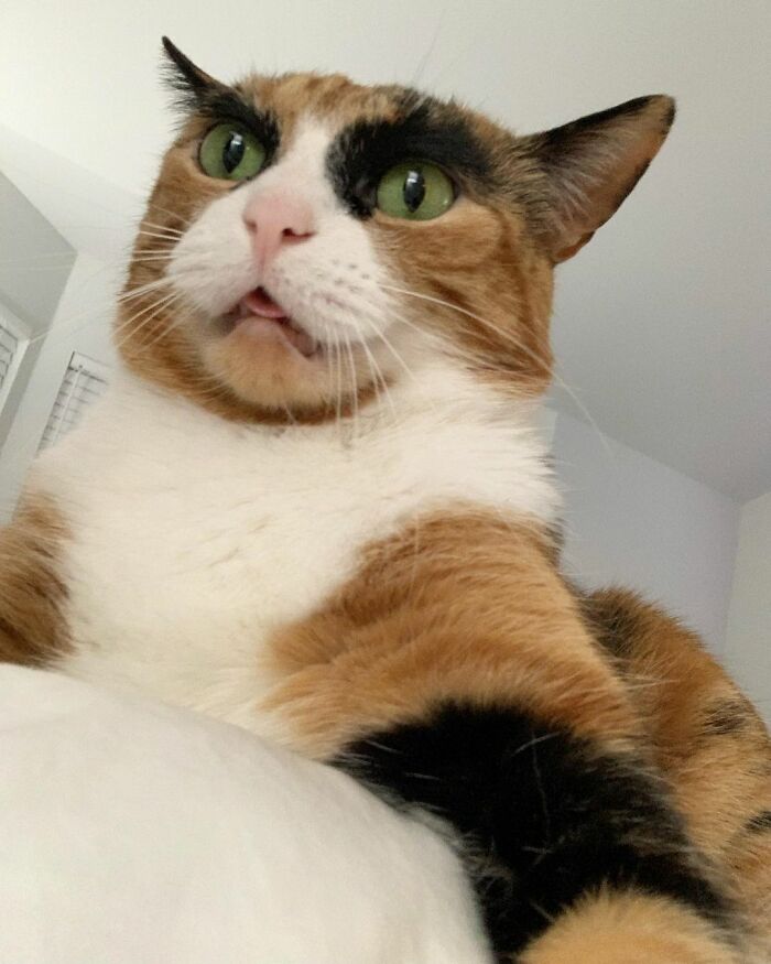 This Cat Has Weird Eyebrows Which Make Her Look Like She’s Always Judging You