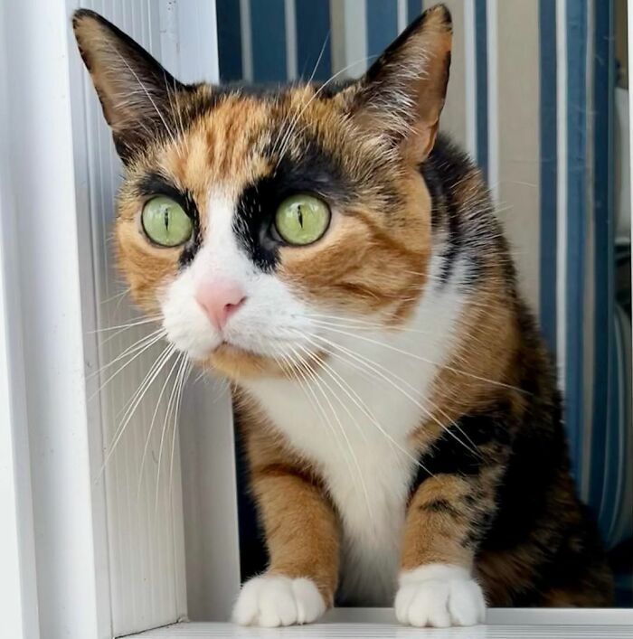 This Cat Has Weird Eyebrows Which Make Her Look Like She’s Always Judging You