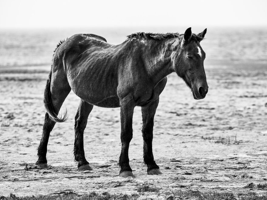 A Wild Mare Sleeping