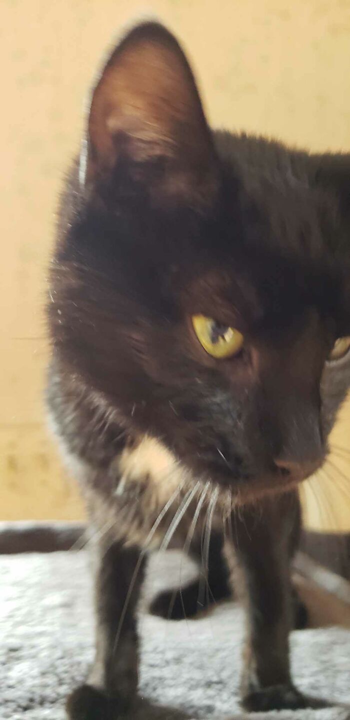 "What Are You Doing?!" She's Just A Crazy Little Moon