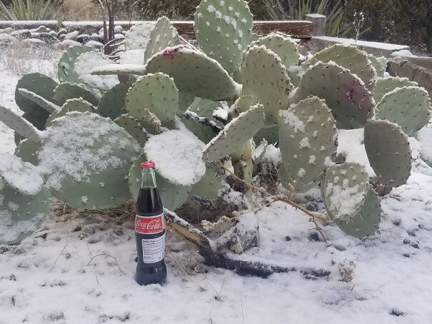 Mex-Coke-in-the-snow-64b38d6385613.jpg
