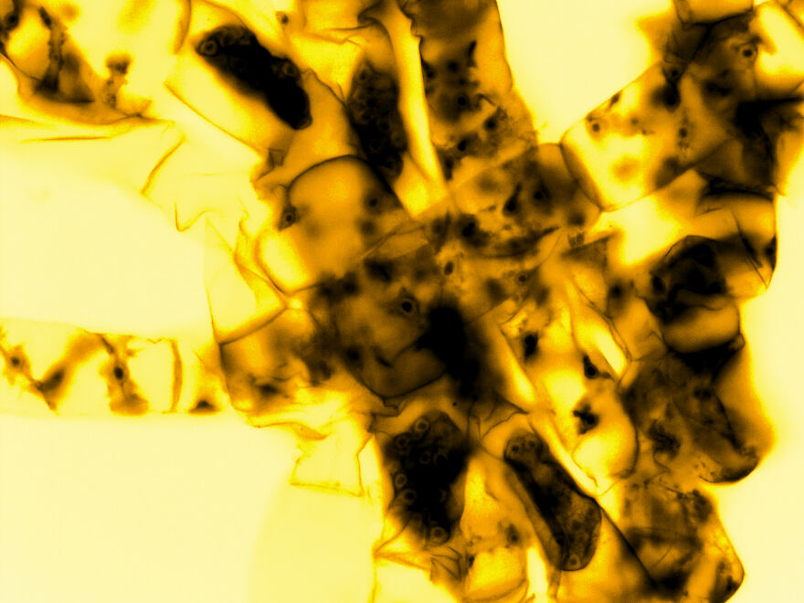 Algae - Spyrogira II