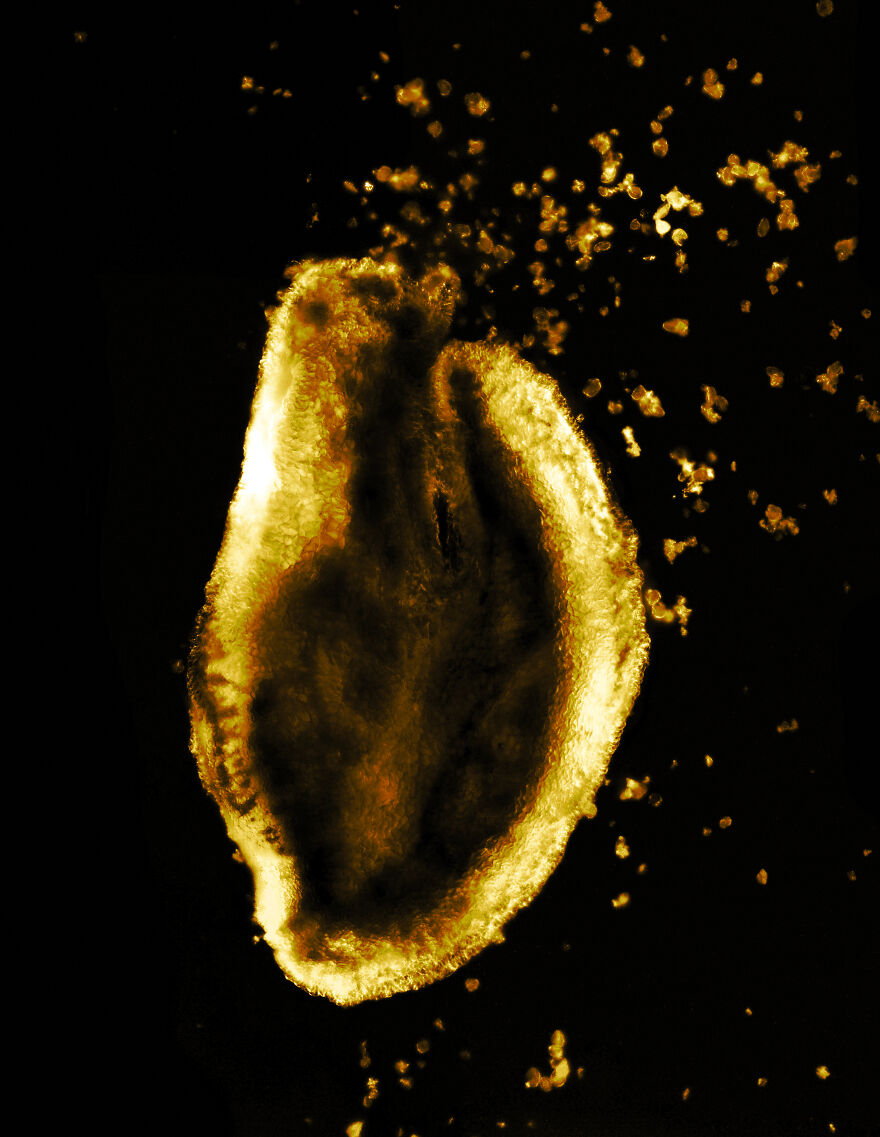 Rose's Stamen & Pollen