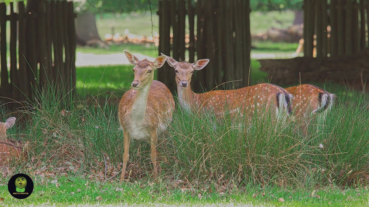 Deer At Dunham Massey, July 2023