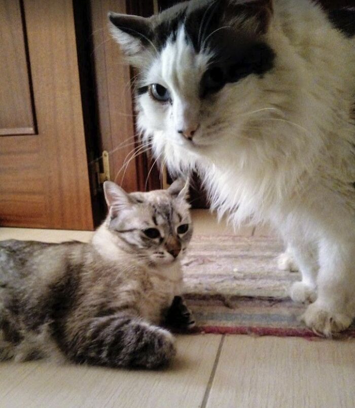 Change One Life Cat Sanctuary: After A Decade Of Caring For Homeless Cats, We Need Your Help