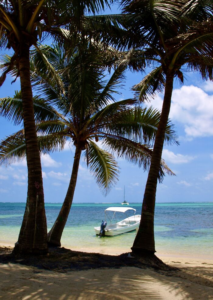 A Boat And Palm Trees From A Beach In San Pedro