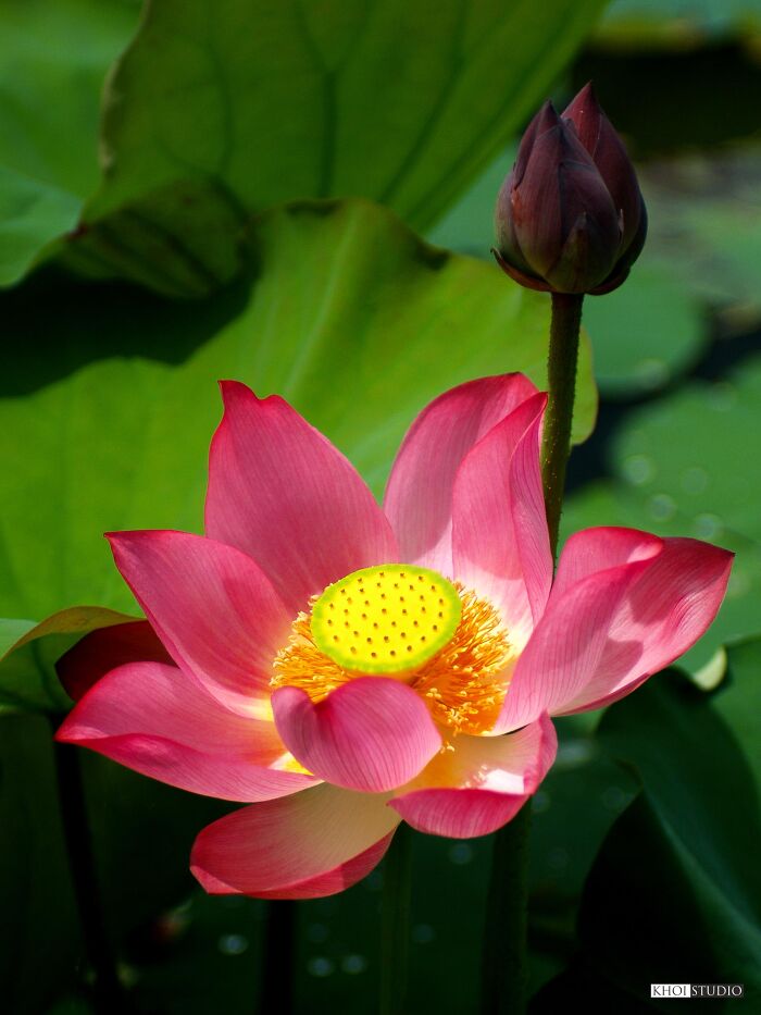 Lotus Flowers Taken With Olympus E-1 And Mf Olympus Zuiko 50 F/1.8 Lens