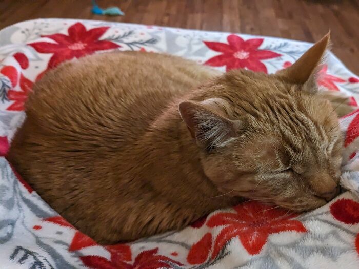 My Oldal Man, Found In A Dumpster 17 Years Ago When He Was Too Young To Be Away From Mom