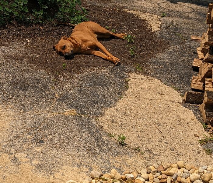 Heavy Rain Washed Dirt Onto The Driveway And Juniper Loooves When That Happens