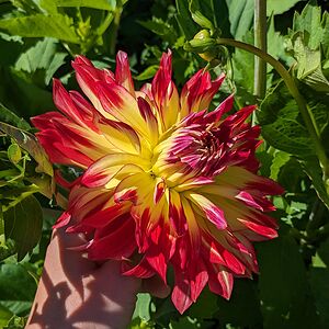 lauradochtermann avatar