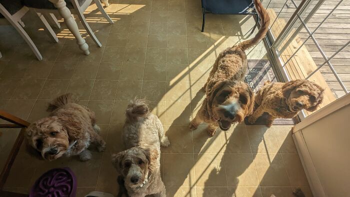 Get Your Pups In A Row