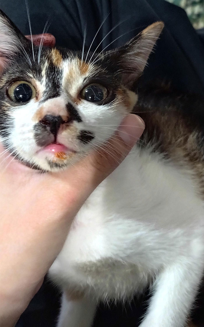 My Sister's Kitty Stole My Spicy Ramen