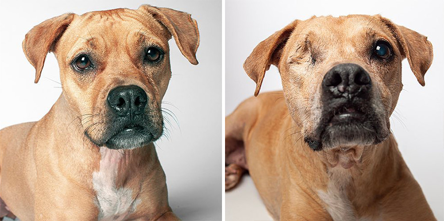 Chewy - 2012 And 2021