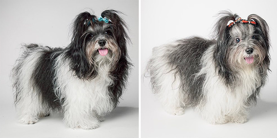 Abby - 2008 And 2017