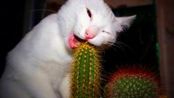 Not Mine But Still Weird