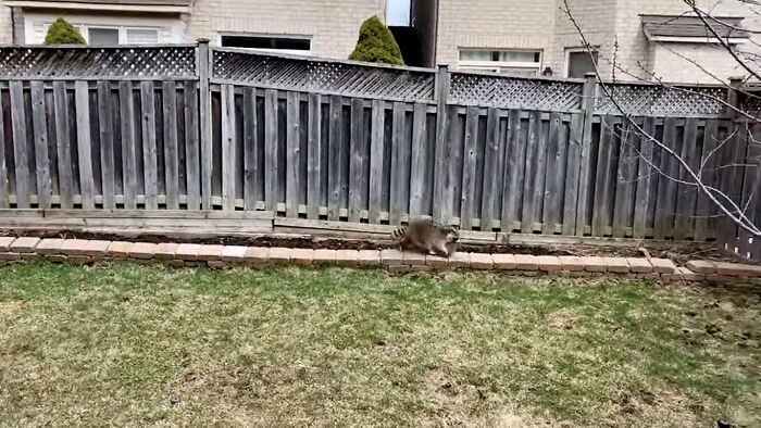 Baby Racoons Got Rescued And Came Back To Mama’s Arm (9 Pics) Baby Racoons Got Rescued And Came Back To Mama’s Arm (9 Pics)