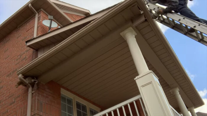 Baby Racoons Got Rescued And Came Back To Mama’s Arm (9 Pics) Baby Racoons Got Rescued And Came Back To Mama’s Arm (9 Pics)