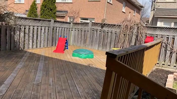 Baby Racoons Got Rescued And Came Back To Mama’s Arm (9 Pics)