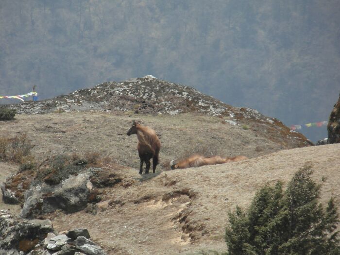 Spending 12 Days Trekking To Everest Base Camp With The Joyful Presence Of A Four-Legged Friend (8 Pics) Spending 12 Days Trekking To Everest Base Camp With The Joyful Presence Of A Four-Legged Friend (8 Pics)